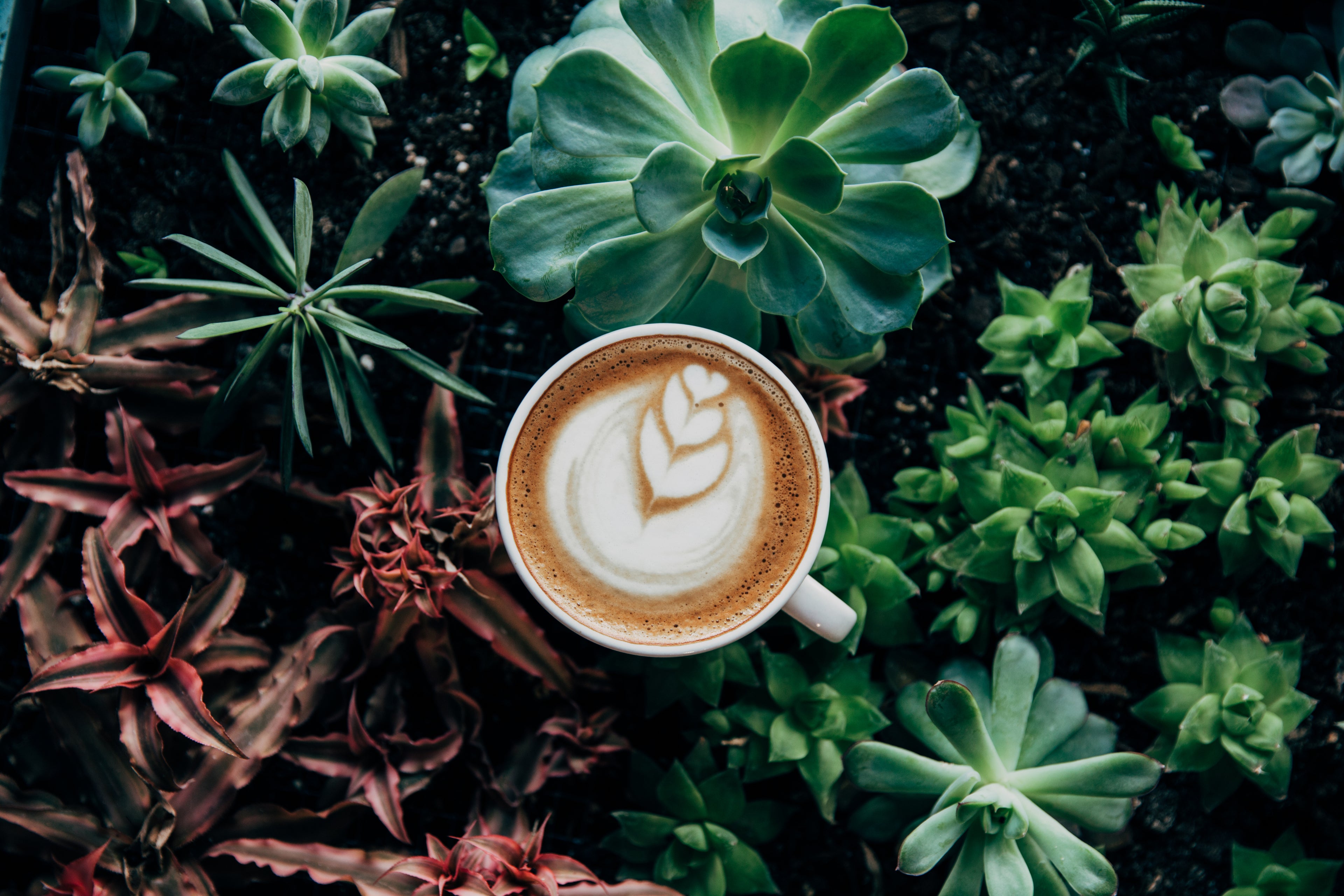 mug of coffee in plants