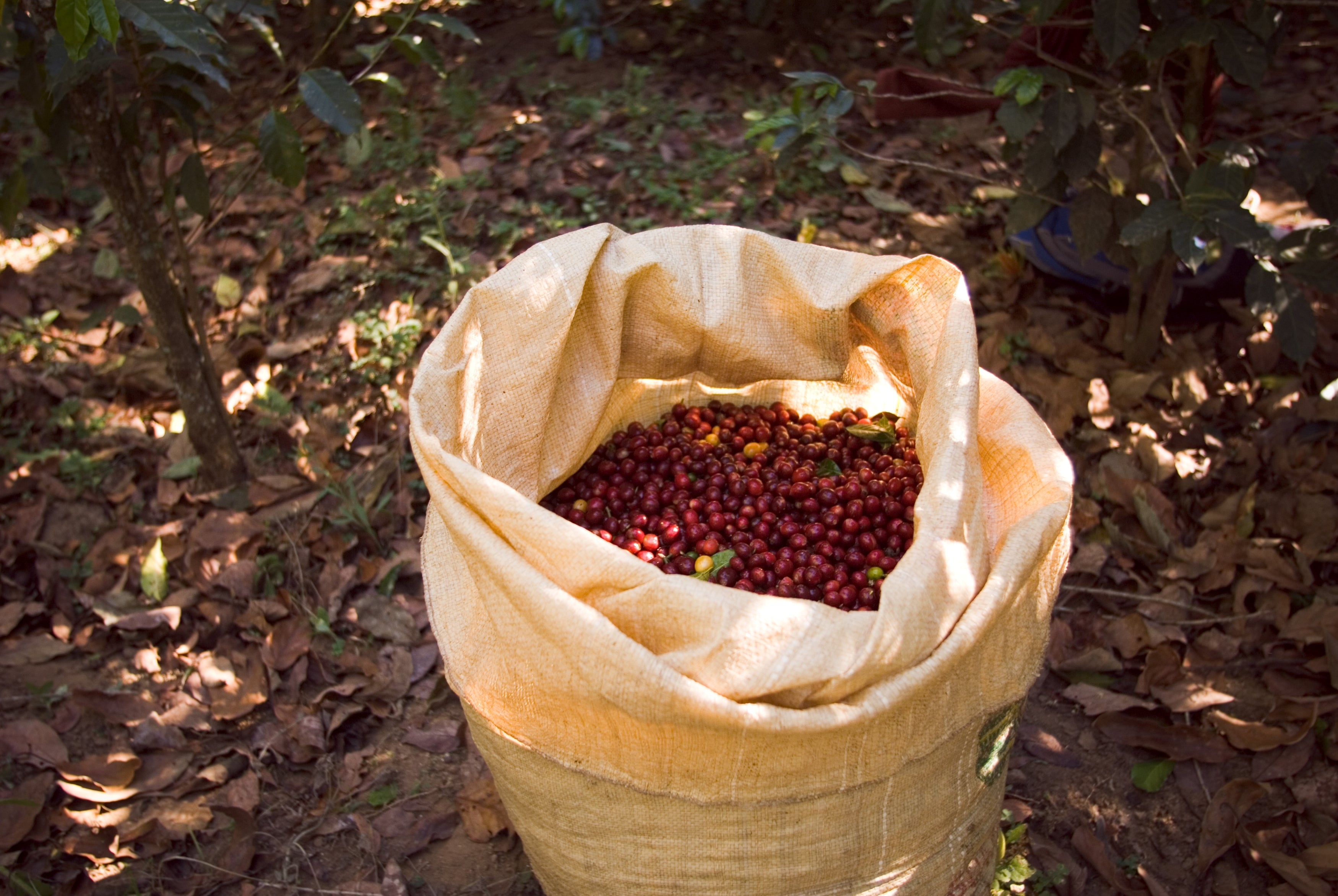 Decaffeinated Light Coffee